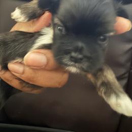 Boy 1 - Chocolate and tan male Shih Tzu puppy in Florida from Shih tzus and Shorkies Galore