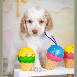 Sugar - Red and white female Cockapoo puppy in Connersville, Indiana from Deaz Doodle Ranch