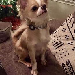 Chihuahua Puppies from Strawberry River Kennel