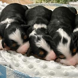 Bernedoodles and Cavapoochons from This is Doodles