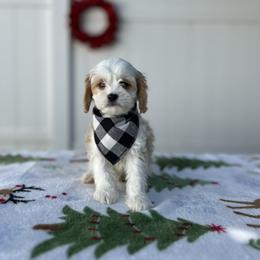Teddy - White male Cavapoo puppy in Apopka, Florida from Rae Precious Puppies