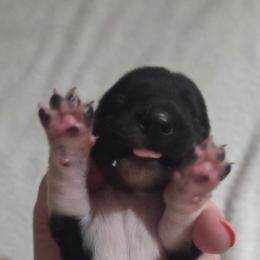 Boy 1 - Piebald male Dachshund puppy in Cowen, West Virginia from Bennett Babies