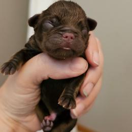 Girl 2 - Brown female Brussels Griffon puppy in Welch, Minnesota from Baringer Brussels