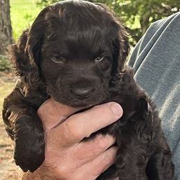 Boy 1 - Chocolate male Boykin Spaniel puppy in Farmington, Illinois from Beekauz Kennel