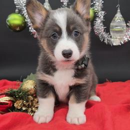 Lassiter - Blue male Pembroke Welsh Corgi puppy in Dickeyville, Wisconsin from J&R Shepherds & Corgis