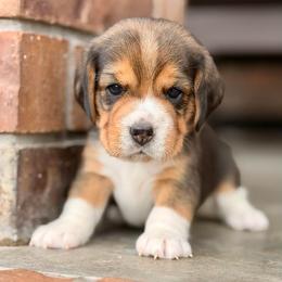 Kipper - Black tan and white male Beagle puppy in Mansfield, Missouri from Rippee Creek Kennel