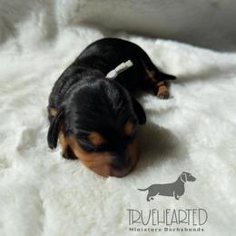 Joey - Black and tan male Dachshund puppy in Royse City, Texas from Truehearted Miniature Dachshunds