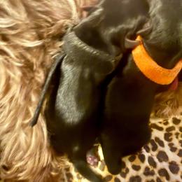 Grady - Black and tan male Yorkipoo puppy in Tangipahoa County, Louisiana from Riche’ Louisiana Yorkies