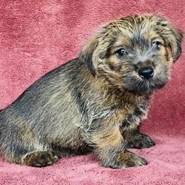 Red Collar Male - Red wheaten male Norfolk Terrier puppy in Bristol, Tennessee from Holston Hollow Farm