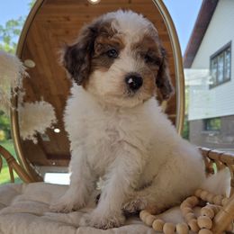 Puerto Rico - Red merle male Aussiedoodle puppy in North Royalton, Ohio from Johnson's Doodles