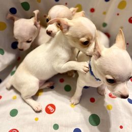 Chihuahua Puppies from Pittsburgh Paw Prints