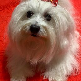 Jenna - Coton de Tulear