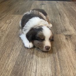 Miniature Australian Shepherd and Toy Australian Shepherd Puppies from Bar IV Aussies