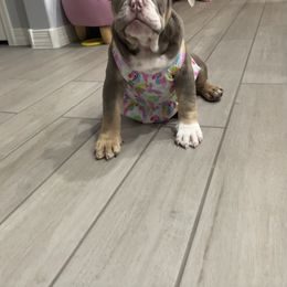 Bulldog and French Bulldog Puppies from JuneBug Bullies