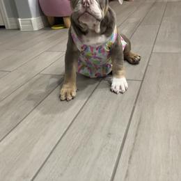 Bulldog and French Bulldog Puppies from JuneBug Bullies