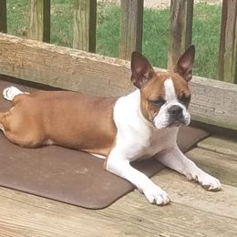 Maple - Boston Terrier