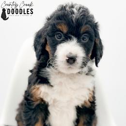 OSCAR - Tri-color male Bernedoodle puppy in Tipton, Indiana from Country Creek Doodles