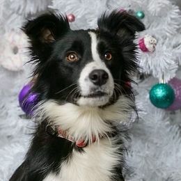 Border Collies from Horizon Kennels