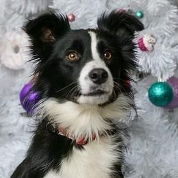 Border Collies from Horizon Kennels