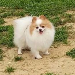 Buttercup - Pomeranian