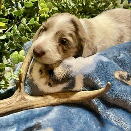 Boy - Piebald male Dachshund puppy in Tennessee Colony, Texas from Hairy Wieners