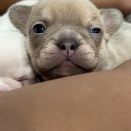 French Bulldog Puppies from Avelar’s Top Shelf Frenchies