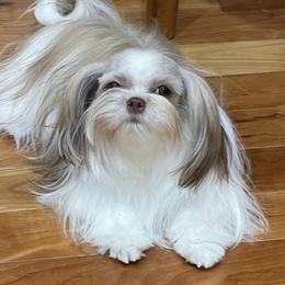 Perla - Mi-Ki