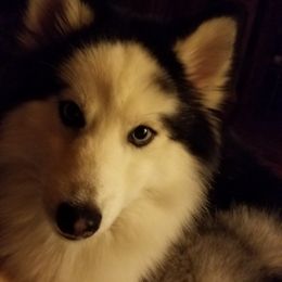 Pomskies from Lea's Pompski