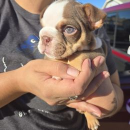 Max - Fawn and white male Bulldog puppy in Perris, California from Ohana_626_kennels