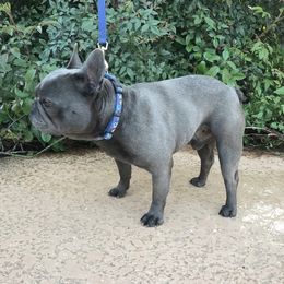 Gizmo - French Bulldog