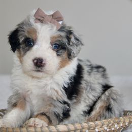 Jingle -MERLE TRI - Blue merle female Bernedoodle puppy in Apple Creek, Ohio from Arlene Hershberger