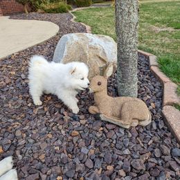 Samoyed Puppies from The Office Pups