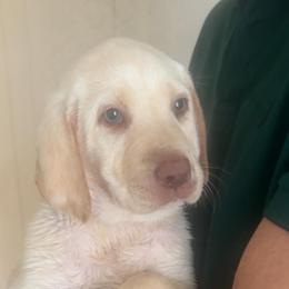 April - Yellow female Labrador Retriever puppy in Archer Lodge, North Carolina from Archer Lodge Labradors
