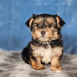 Pup 1 - Black and tan male Yorkshire Terrier puppy in Polk City, Florida from Yorkies by Casey