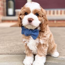 Black collar - Buckbeak - Buff and white male Cockapoo puppy in Mt Bethel, Pennsylvania from Stasia’s Cutiepoos