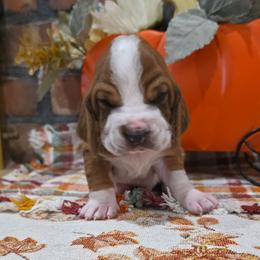Porter - Mahogany and white male Basset Hound puppy in Bellaire, Ohio from Blessed Bassets