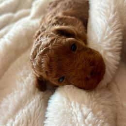 Darcy Mae - Red  female Poodle puppy in Utica, Ohio from Poodle Me Crazy