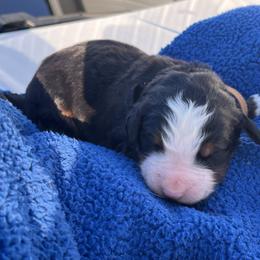 Brown - Black rust and white male Bernese Mountain Dog puppy in North Grove, Indiana from J&F Country Canines