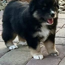 Renegade - Black tri female Miniature American Shepherd puppy in Minden, Nevada from Destiny Aussies