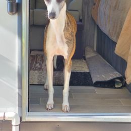 Whippet Puppies from Clarriott Whippets
