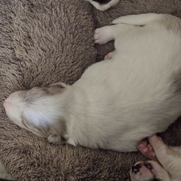 Boy 2 - male Border Collie puppy in Chino Valley, Arizona from Dog Pond Border Collies