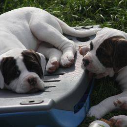 American Bulldog Puppies from Ferocia Kennels