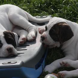 American Bulldog Puppies from Ferocia Kennels