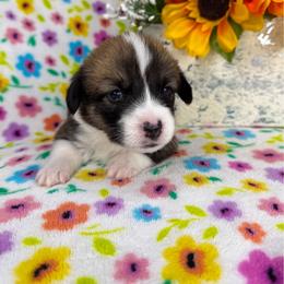 LORETTA - Sable female Pembroke Welsh Corgi puppy in Ritzville, Washington from Sapphire Iris Corgis