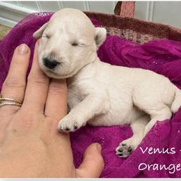 Venus - White female Poodle puppy in Greenwich, New York from MizzElle’s Standard Poodles