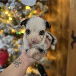 Lux - Blue merle male Toy Australian Shepherd puppy in Angleton, Texas from 4LH Australian shepherds