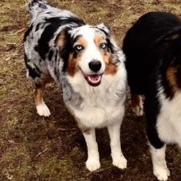 Aussiedoodles and Australian Shepherds from The Highland Shepherds & Doodles