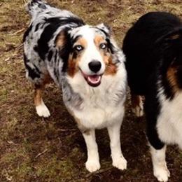 Aussiedoodles and Australian Shepherds from The Highland Shepherds & Doodles