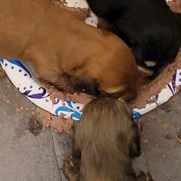 Dachshund Puppies from CLARK'S BREEDING PROGRAM