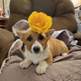 Girl 2 - Wisp - Red female Pembroke Welsh Corgi puppy in Poplar, Wisconsin from Tshandra Corgis